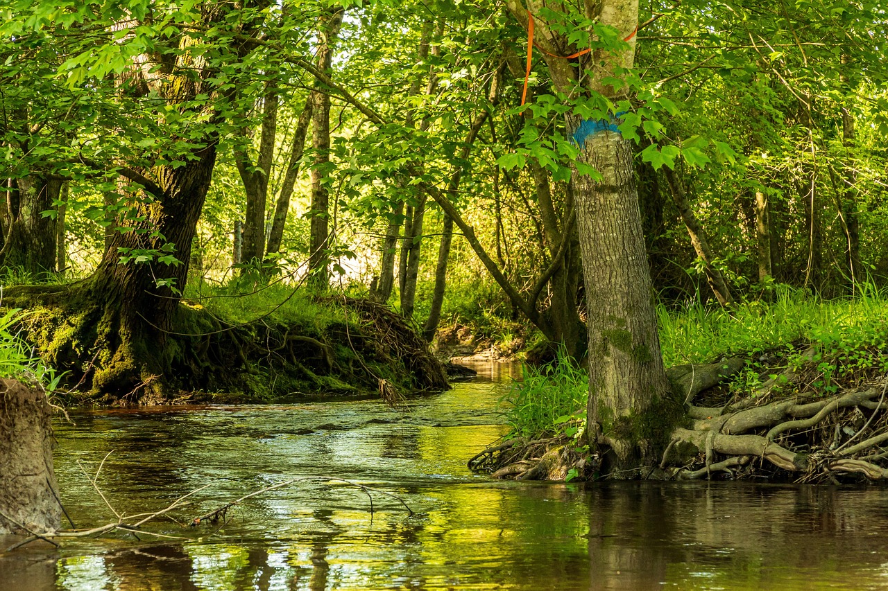 Bachlauf mit vielen Bäumen